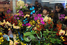 겨울속 봄..나비축제