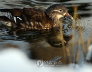 마로니에 공원에 찾아온 뜻밖의 손님