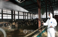 소독액 얼어 화성 축산농가 발 동동