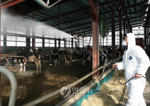 화성 축산농가, 구제역 방역 비상