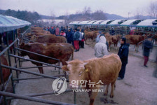 횡성 우시장 구제역 예방차원 잠정 폐쇄