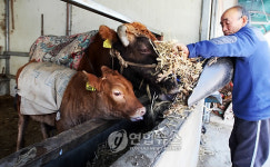덕석 입은 송아지