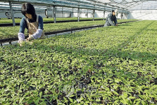 한겨울 파릇파릇 육묘장