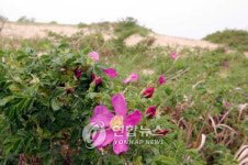 태안 신두사구 생태공원 조성 본격화