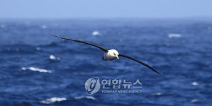 <남극탐사> 아라온호를 따르는 알바트로스