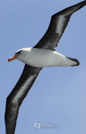  아라온호를 따르는 알바트로스