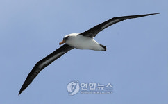 <남극탐사> 아라온호를 따르는 알바트로스