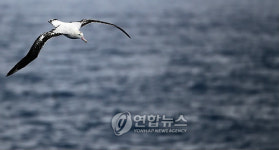 <남극탐사> 아라온호를 따르는 알바트로스