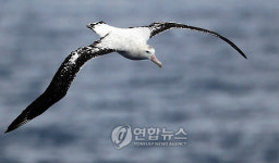 <남극탐사> 아라온호를 따르는 알바트로스