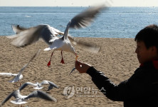 부산 갈매기 과자먹기 묘기