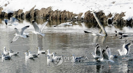 중랑천 겨울철새
