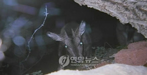 경북도내 멸종위기 산양 18마리 서식 확인