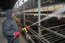 수요일은 구제역 방제의 날