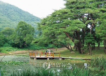 포항12경 덕동마을 숲