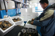 <카메라뉴스> 완도전복 설 선물로 인기