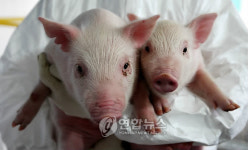 장기이식용 복제돼지 지노 2세 탄생