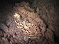 제주 용천동굴 호수의 동물뼈