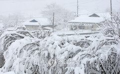 강원 산간 폭설..인적 끊긴 대관령 기슭 마을