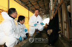 구제역 차단방역 설 연휴는 없다