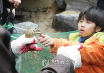 청주 구룡산 두꺼비 산란 대이동 나서