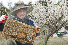제주 와산리 매실농장서 매화꽃축제
