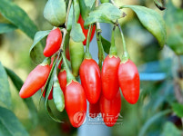 농가에 보급되는 구기자 신품종 호광