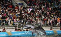 돌고래가 부르는 봄노래