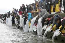 포항 형산강에 어린 연어 12만마리 방류