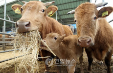 여물 먹는 태안 마늘한우