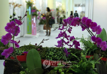 일산 호수공원에 난향 가득..난 전시회 열려