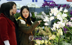 일산 호수공원에 난향 가득..난 전시회 열려