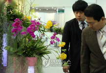 일산 호수공원에 난향 가득..난 전시회 열려