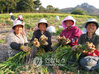 서산 13개 농특산물 명품화 추진