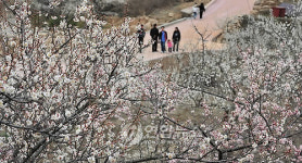 양산서 매화축제 개막..매화농장 전면 개방