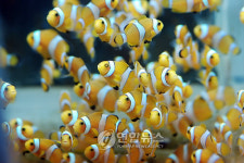 제주서 기른 해수관상어 세계로 수출한다