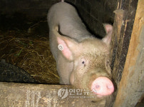 <르포>구이저우 먀오족 농가의 화장실 돼지