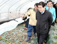 마른 잎 뒹구는 참외밭