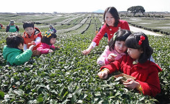 최남단 다원서 녹차 잎 첫 수확