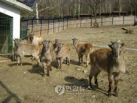 서울동물원 히말라야산양 인공수정 첫 성공