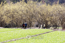 산수유꽃길따라
