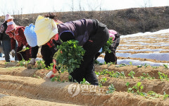 <카메라뉴스> 속리산 밤고구마 심기