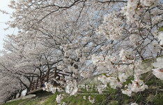 정읍 천변에 벚꽃 만발