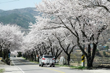 <카메라뉴스> 합천 백리벚꽃길 `장관