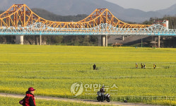 낙동강변 유채꽃 천지