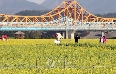 창녕 낙동강변에 펼쳐진 황금색 유채꽃 세상