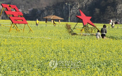 낙동강변 유채꽃 천지