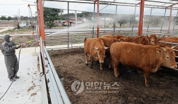 강원 구제역 방역 강화