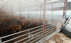 강원 구제역 방역 강화