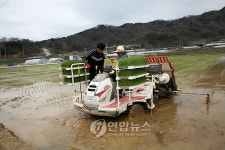 칠곡서 경북도내 첫 모내기