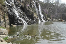 오리가족의 봄 나들이